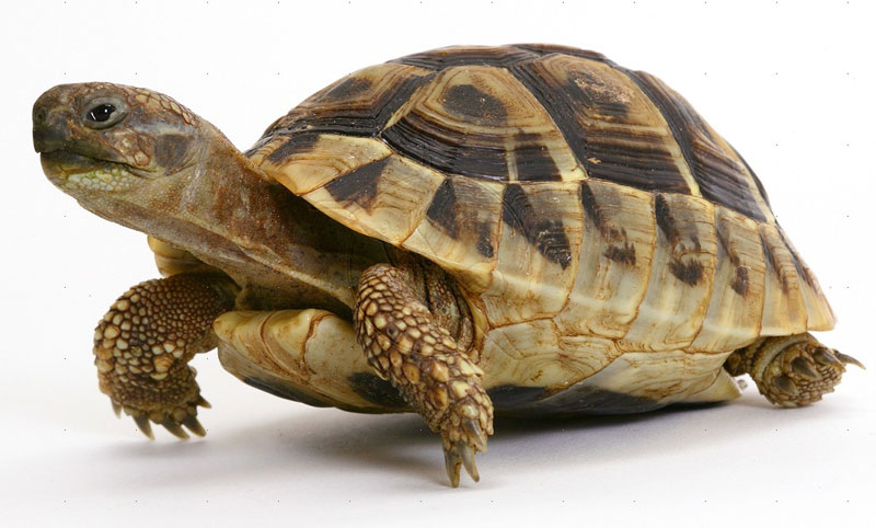 Answers for The history of the tortoise - IELTS reading practice test