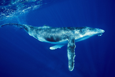 Answers for Humpback whale breaks migration record - IELTS reading