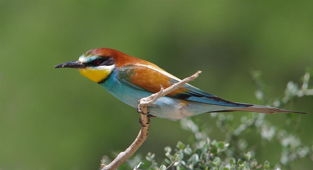 dịch bài the life of the european bee eater