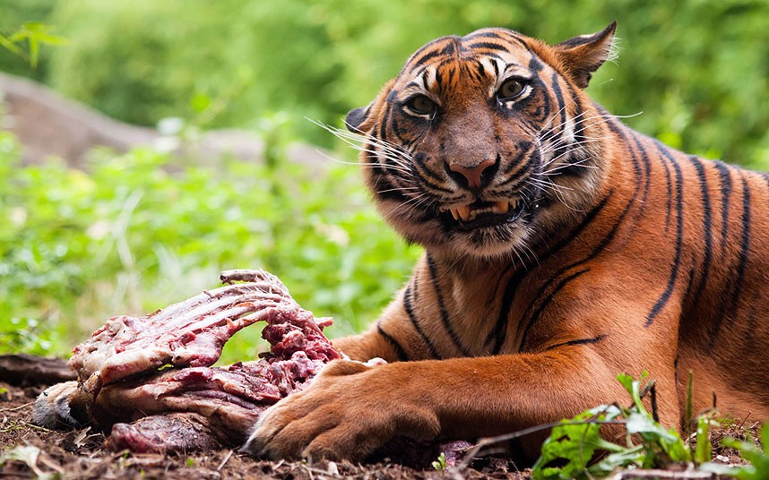 tiger attack man on elephant