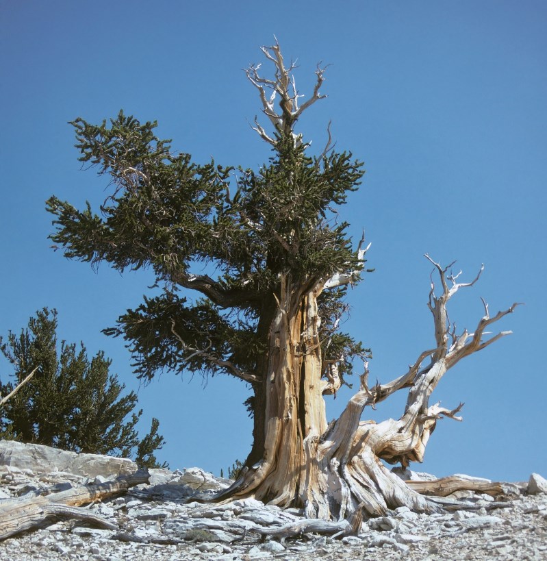 Answers For Longaeva Ancient Bristlecone Pine IELTS Reading Practice Test
