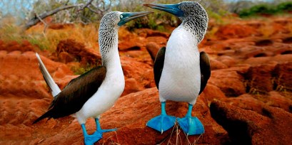 Answers for Blue-footed Boobies 2 - IELTS reading practice test
